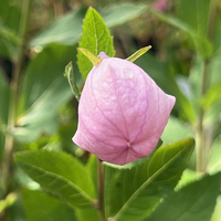 Platycodon grandiflorus 'Fuji Pink'
